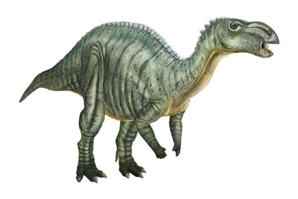 Artist illustration of Muttaburrasaurus Langdoni